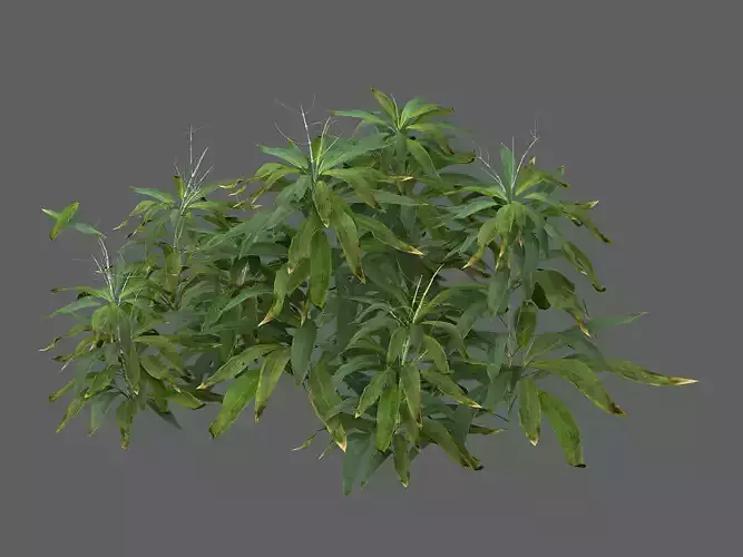 Bamboo Forest-Shrub 11