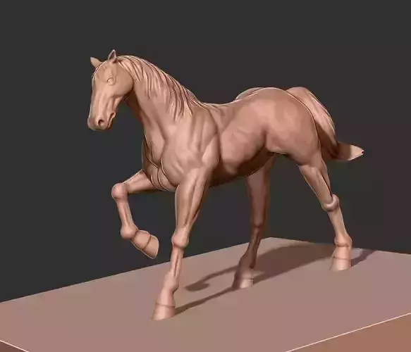 Horse With Strong Muscle