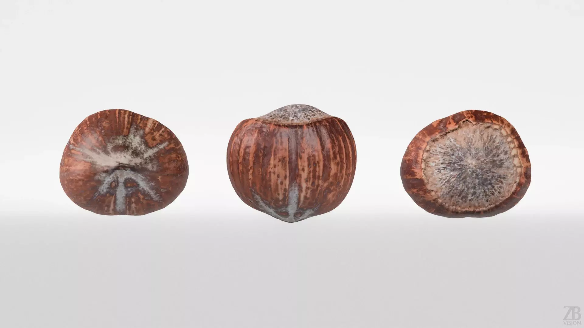 Hazelnut 3D model_4