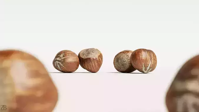Hazelnut 3D model