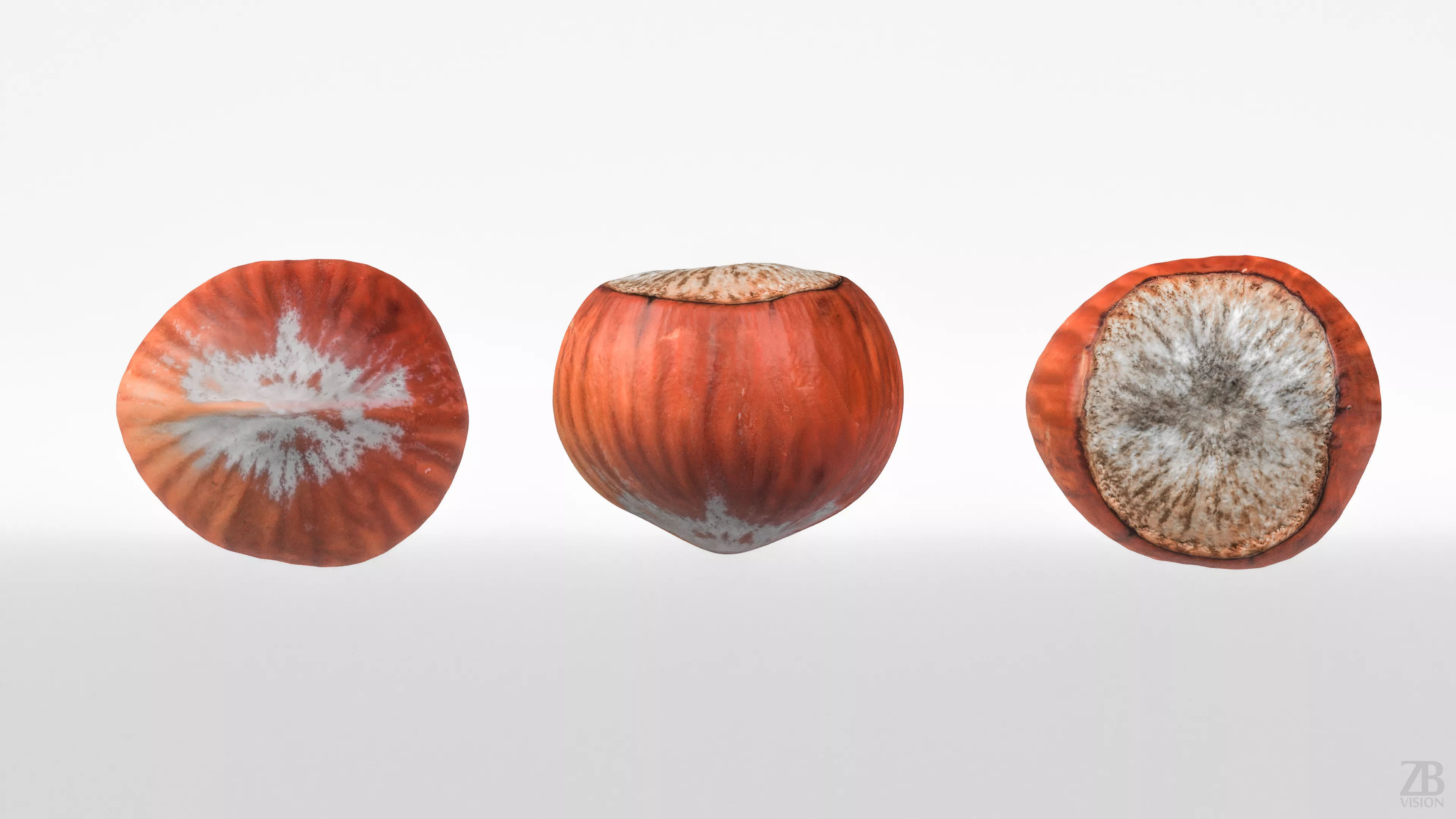 Hazelnut 3D model_4