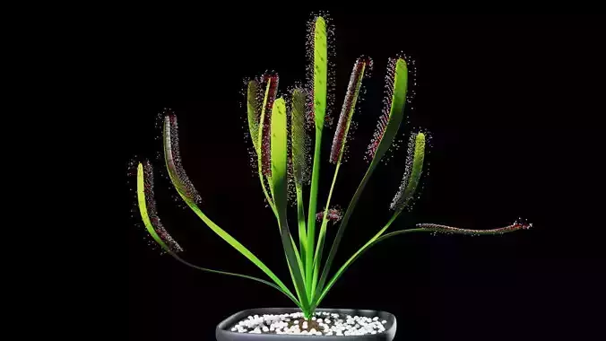Sundew grass in pot