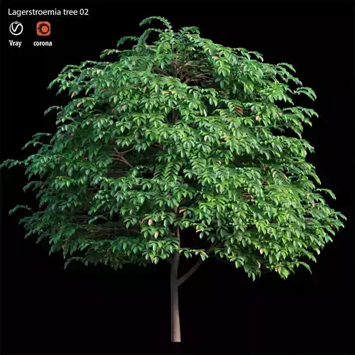 Lagerstroemia tree 02