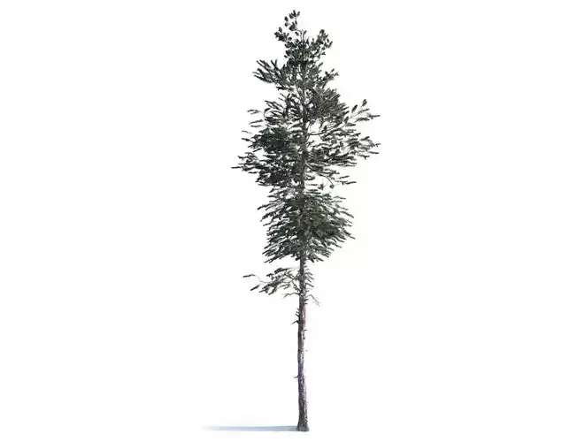 Pine Tree 004