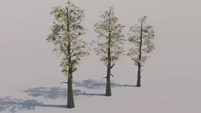 Trio of Large Pine Trees 