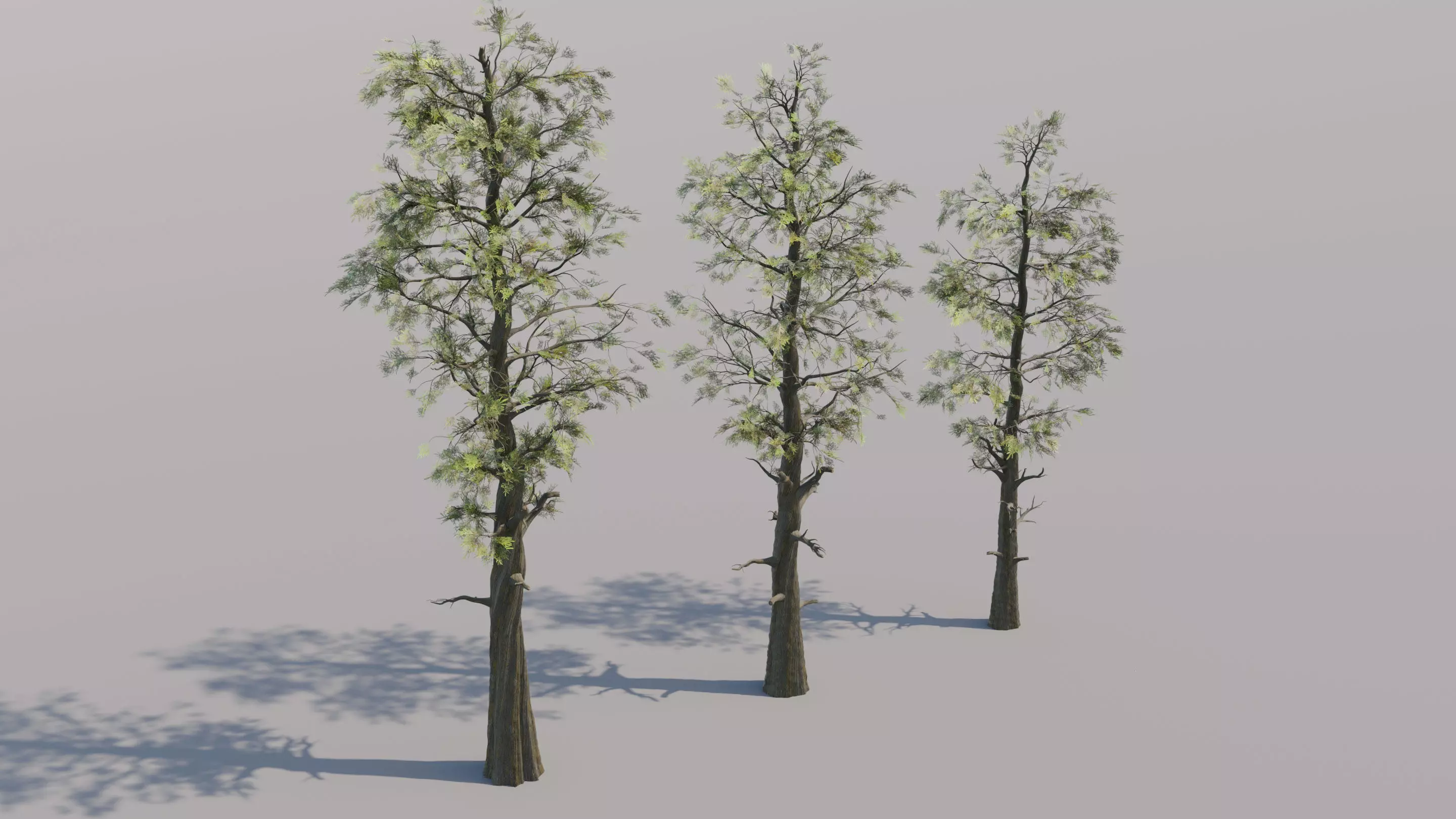 Trio of Large Pine Trees Free 3D model_0