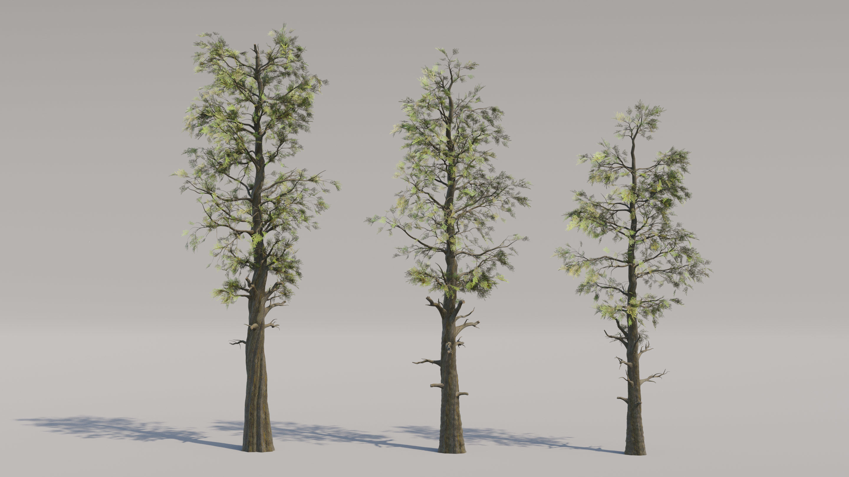 Trio of Large Pine Trees Free 3D model_1