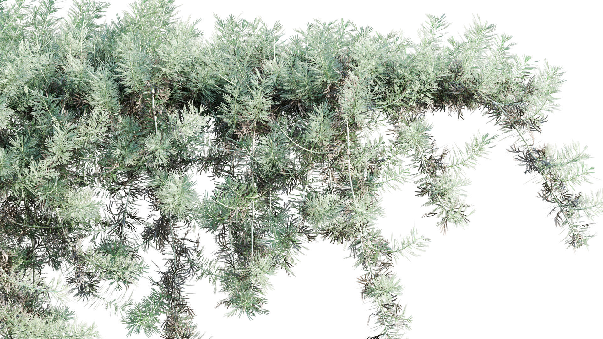 Artemisia californica - Coastal Sagebrush - 02 3D model_1