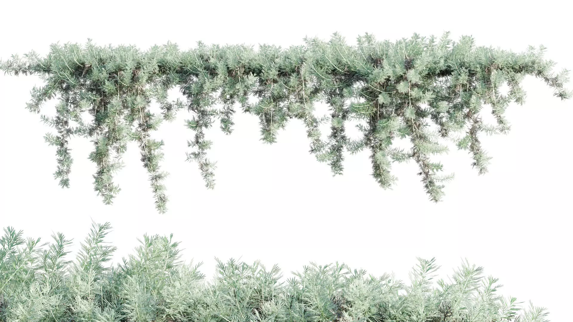 Artemisia californica - Coastal Sagebrush - 02 3D model_0