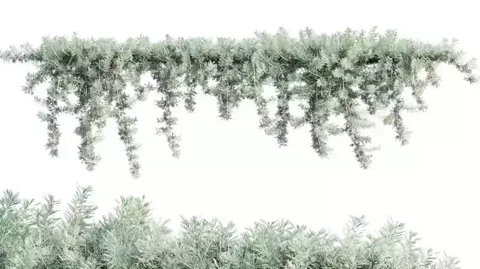 Artemisia californica - Coastal Sagebrush - 02 3D model