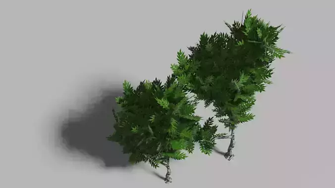 Tall trees Free PBR for videogames