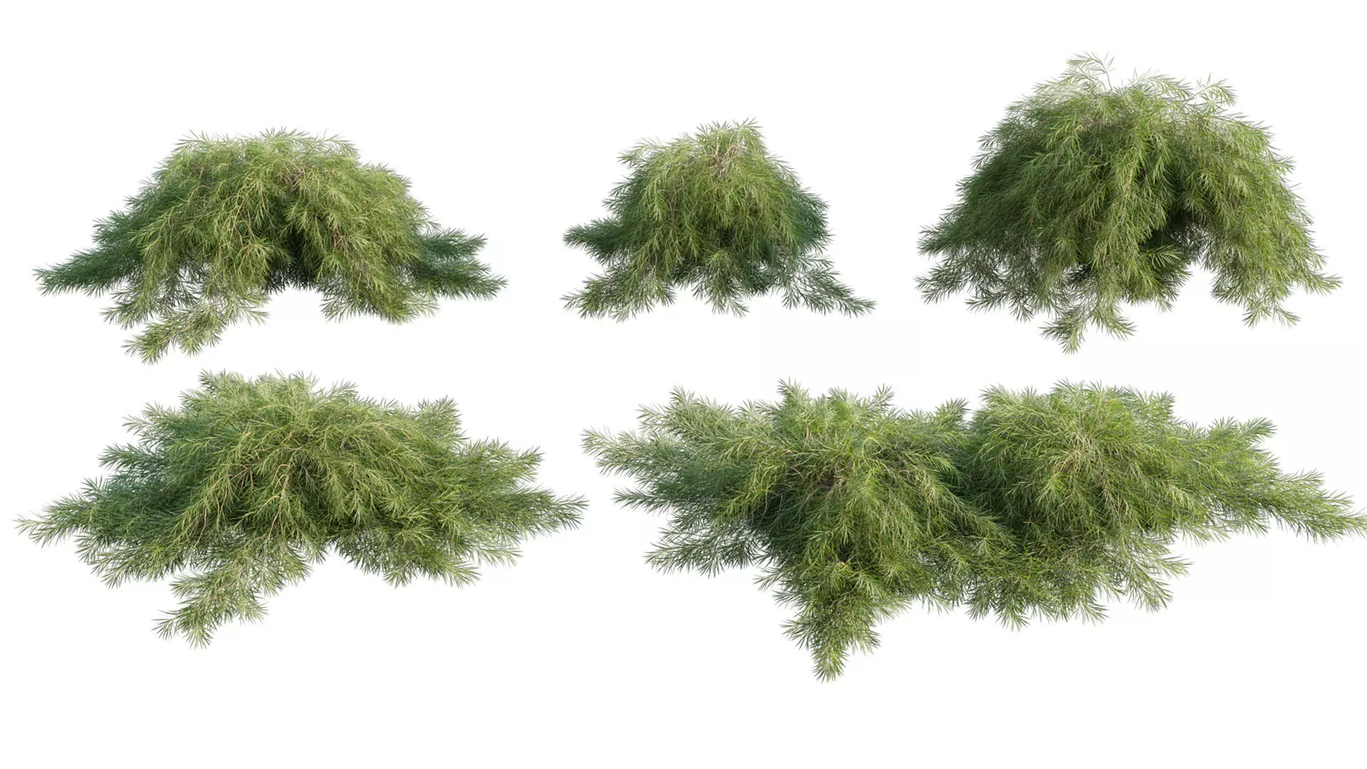 Acacia cognata Limelight - Weeping Acacia - 01 3D model_0