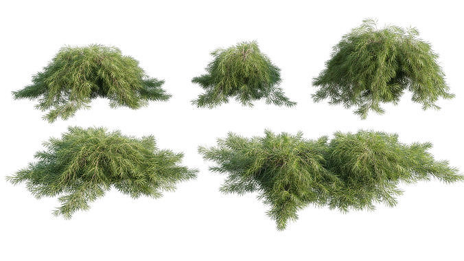 Acacia cognata Limelight - Weeping Acacia - 01 3D model