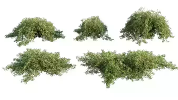Acacia cognata Limelight - Weeping Acacia - 01 3D model