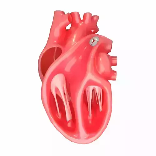 Human Heart Section