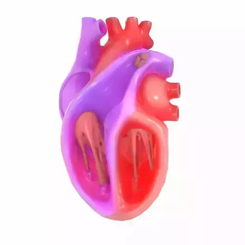 Human Heart Section