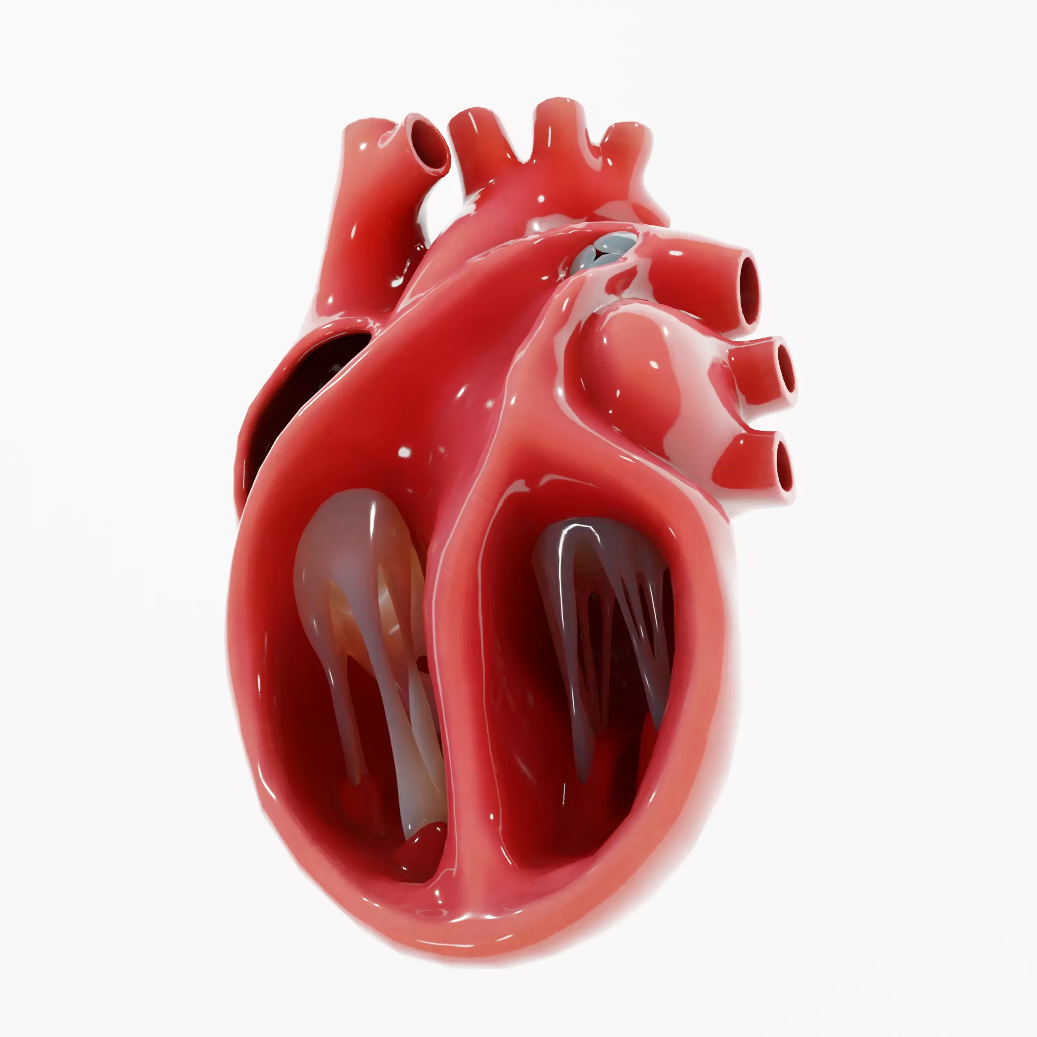 Human Heart Section 3D model