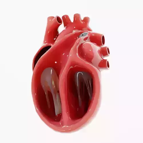 Human Heart Section 3D model