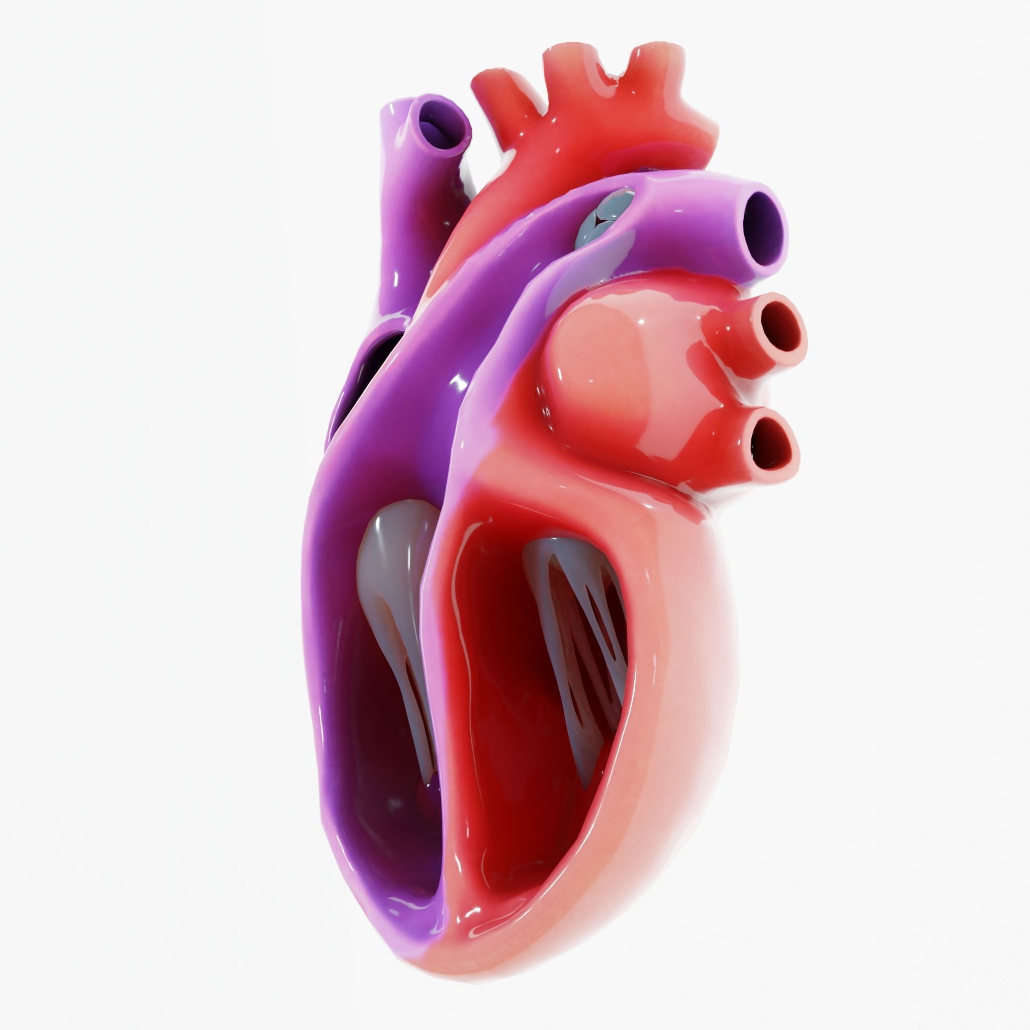 Human Heart Section 3D model_3