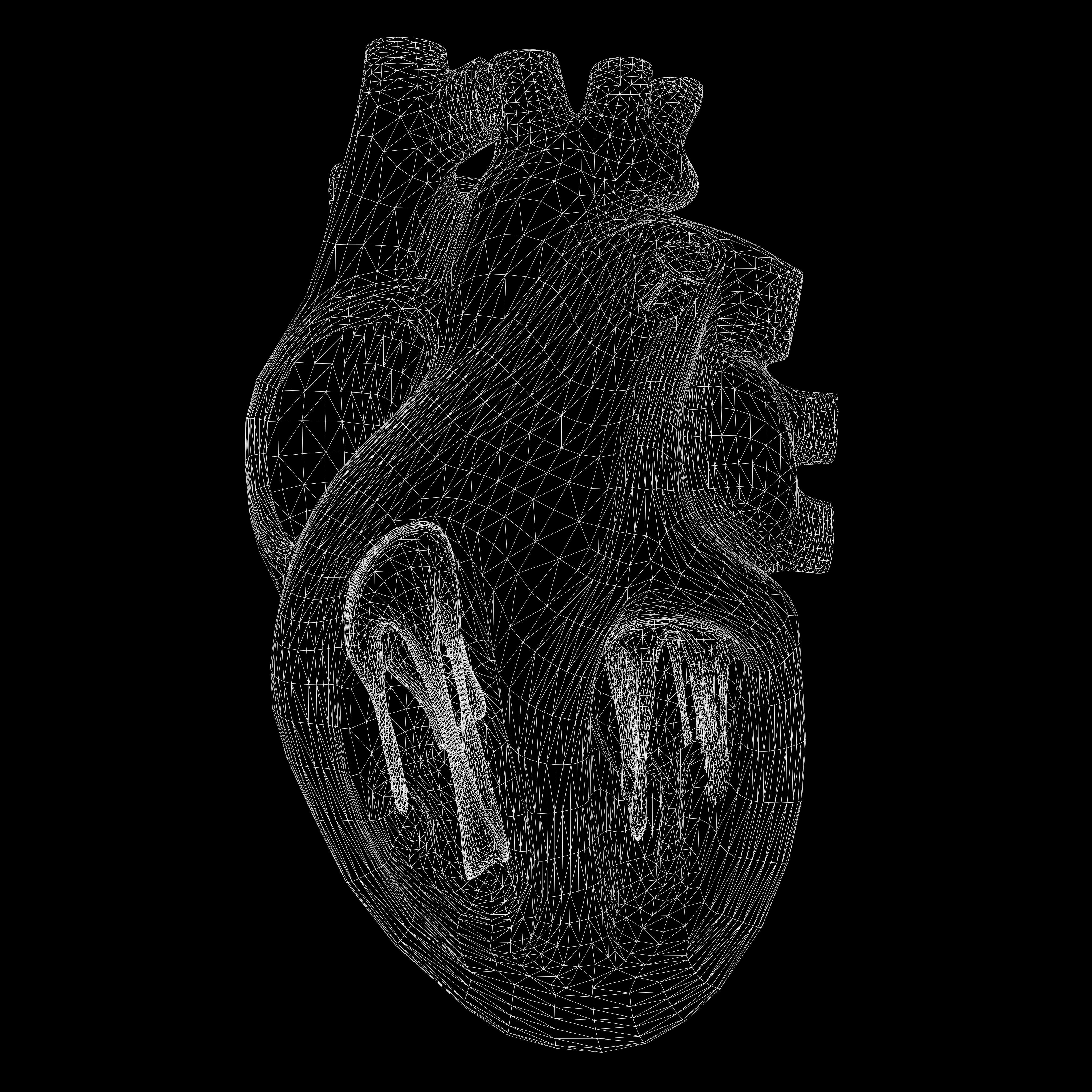Human Heart Section 3D model_7