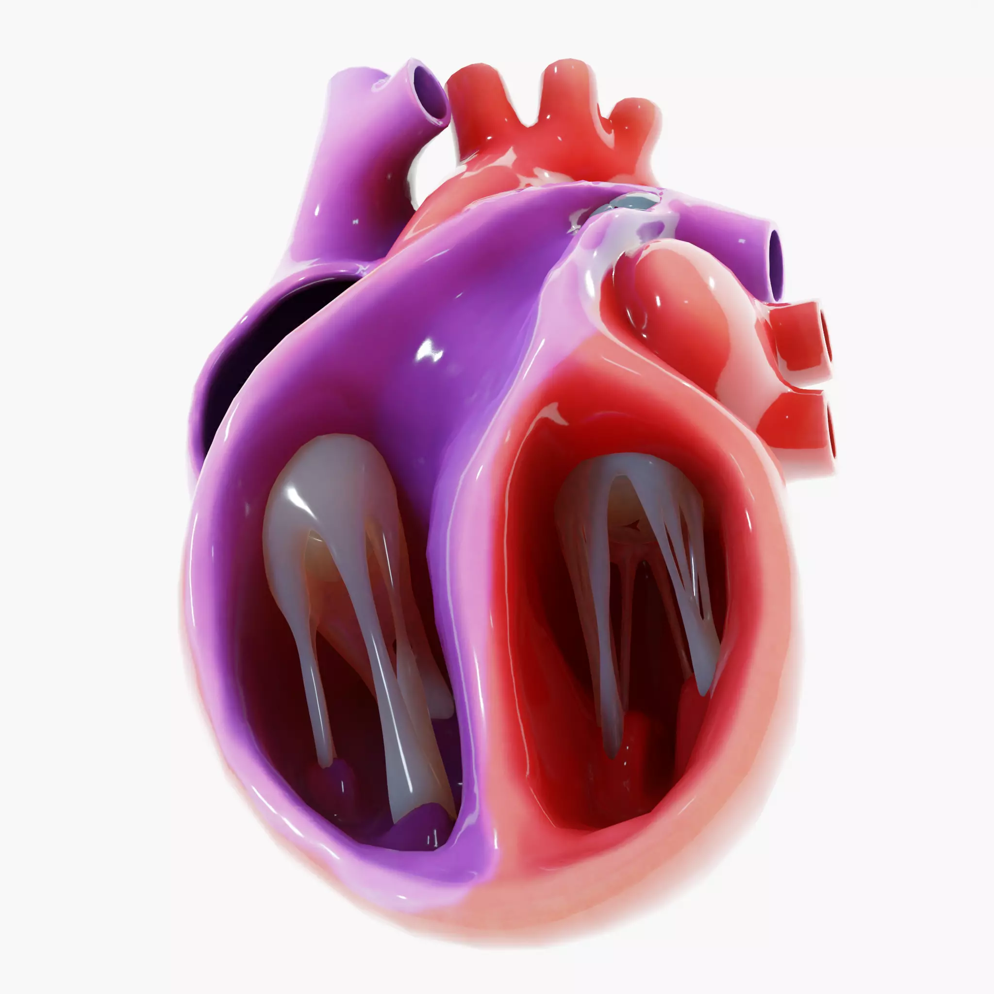 Human Heart Section 3D model_0