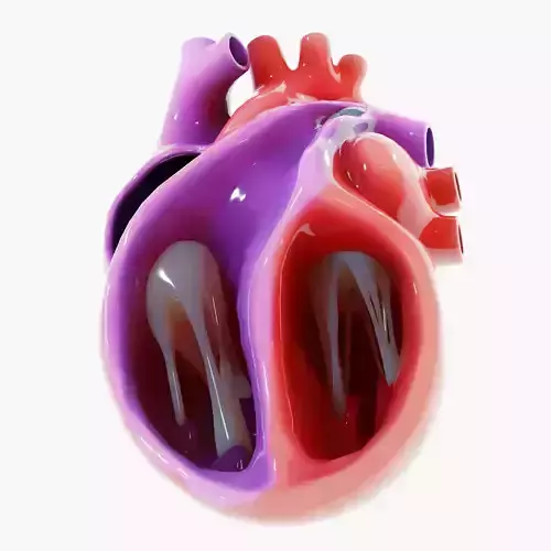 Human Heart Section