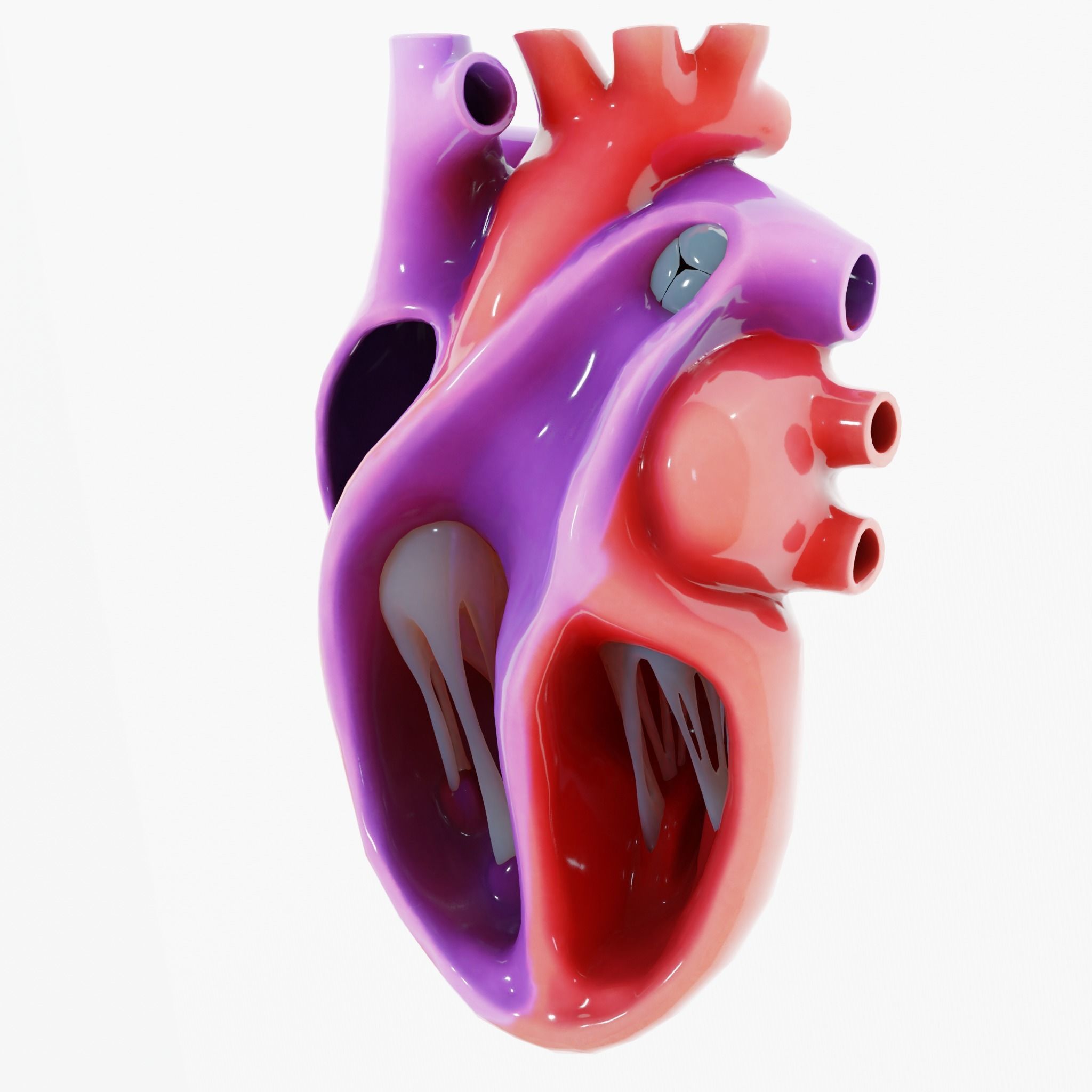 Human Heart Section 3D model_4