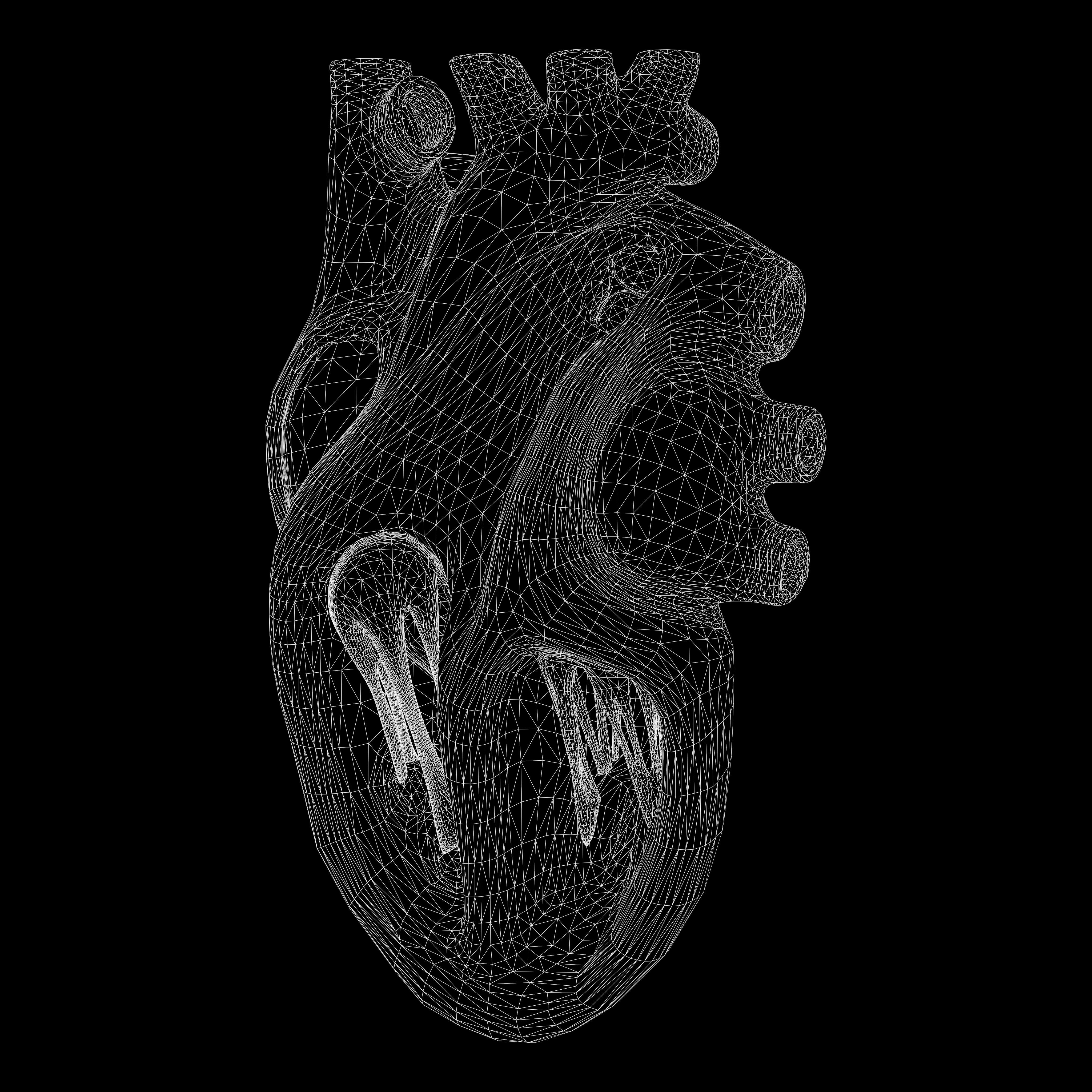 Human Heart Section 3D model_8