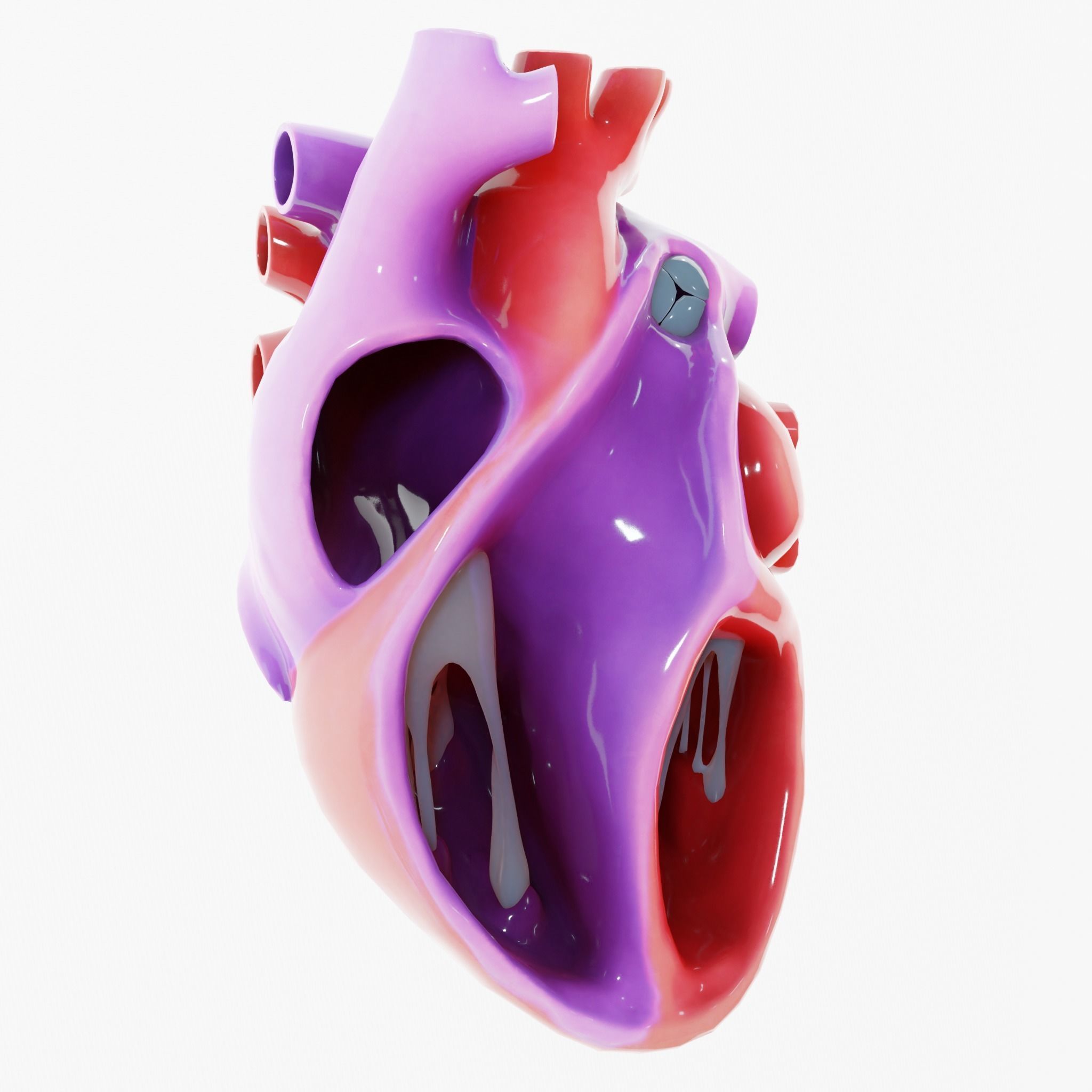 Human Heart Section 3D model_2
