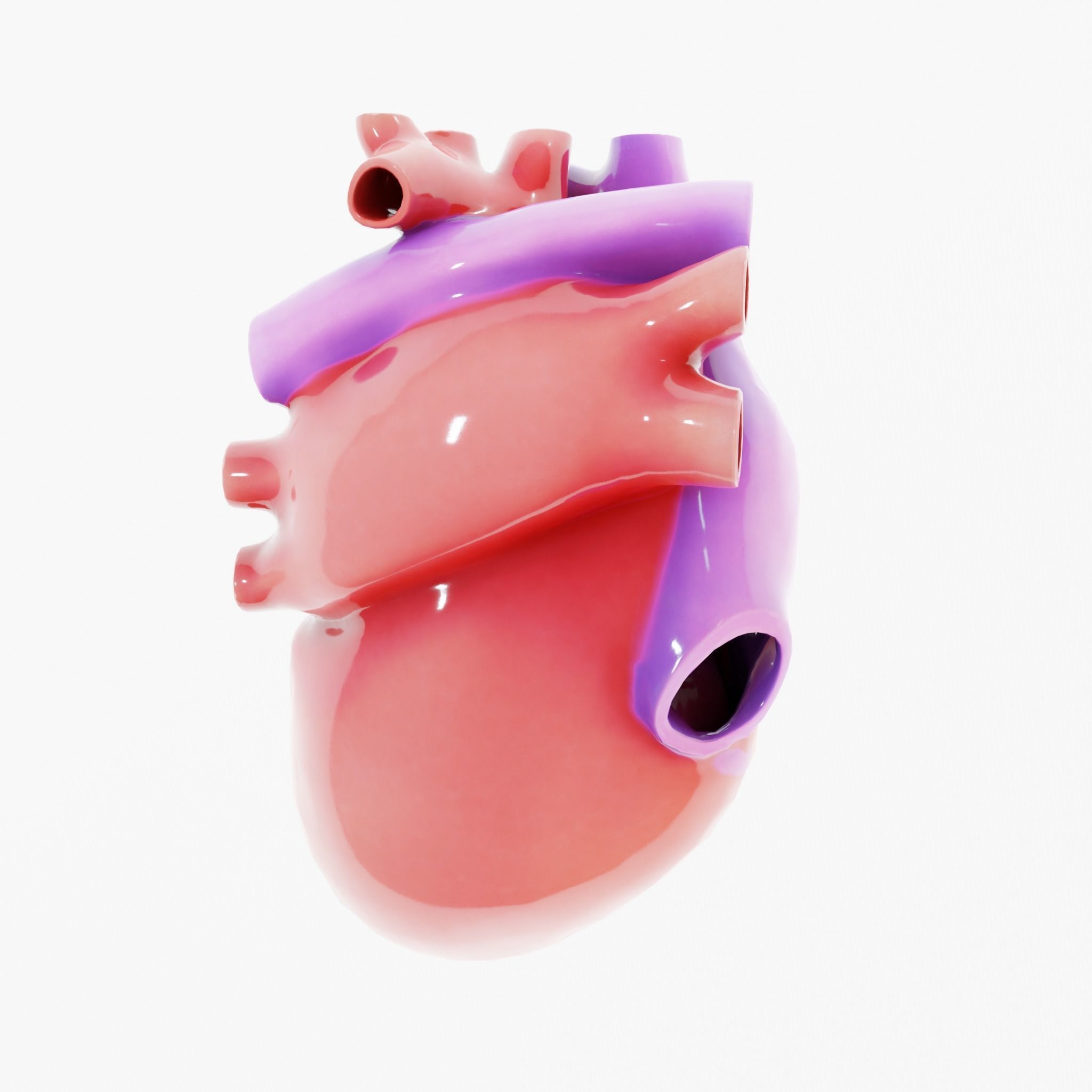 Human Heart Section 3D model_5