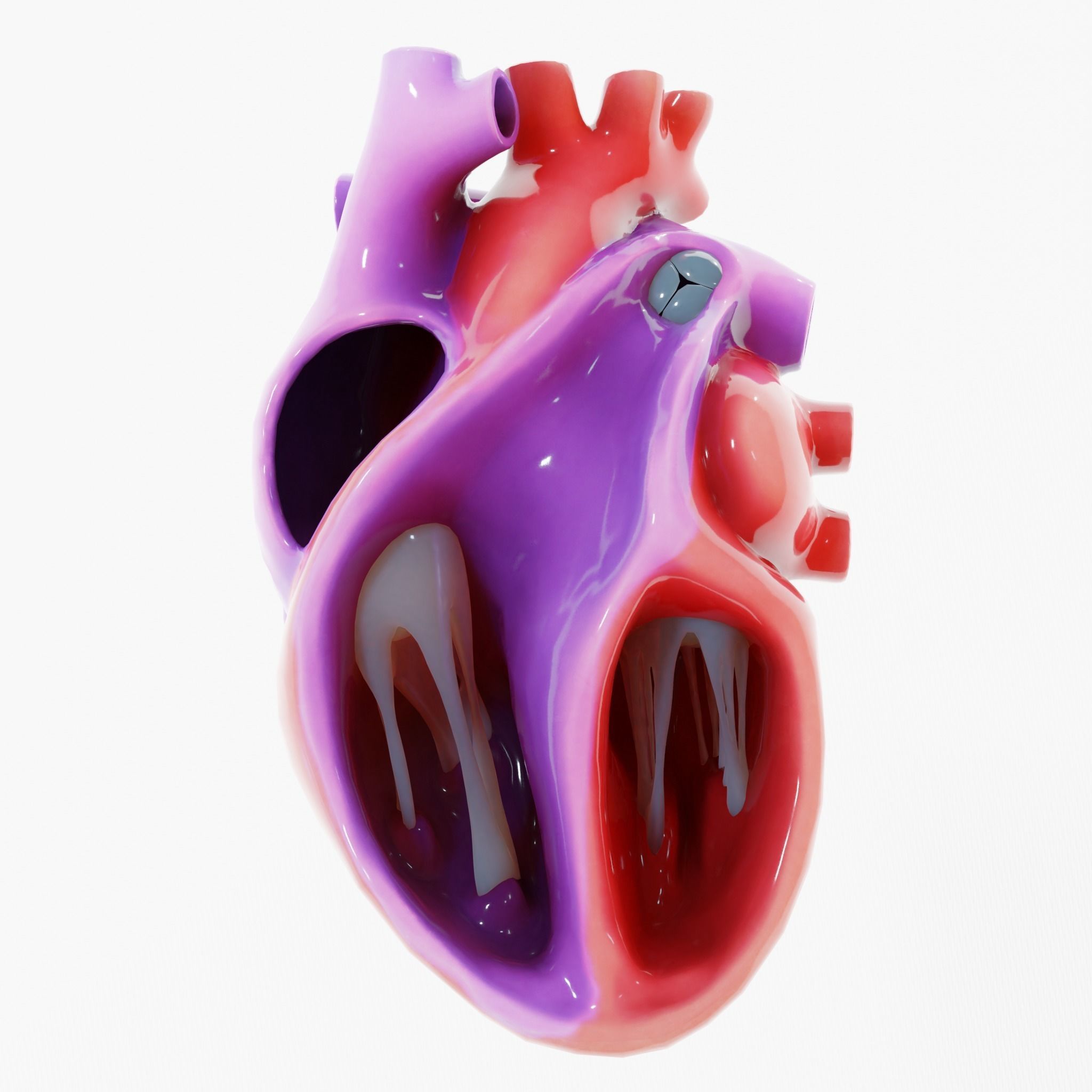 Human Heart Section 3D model_1