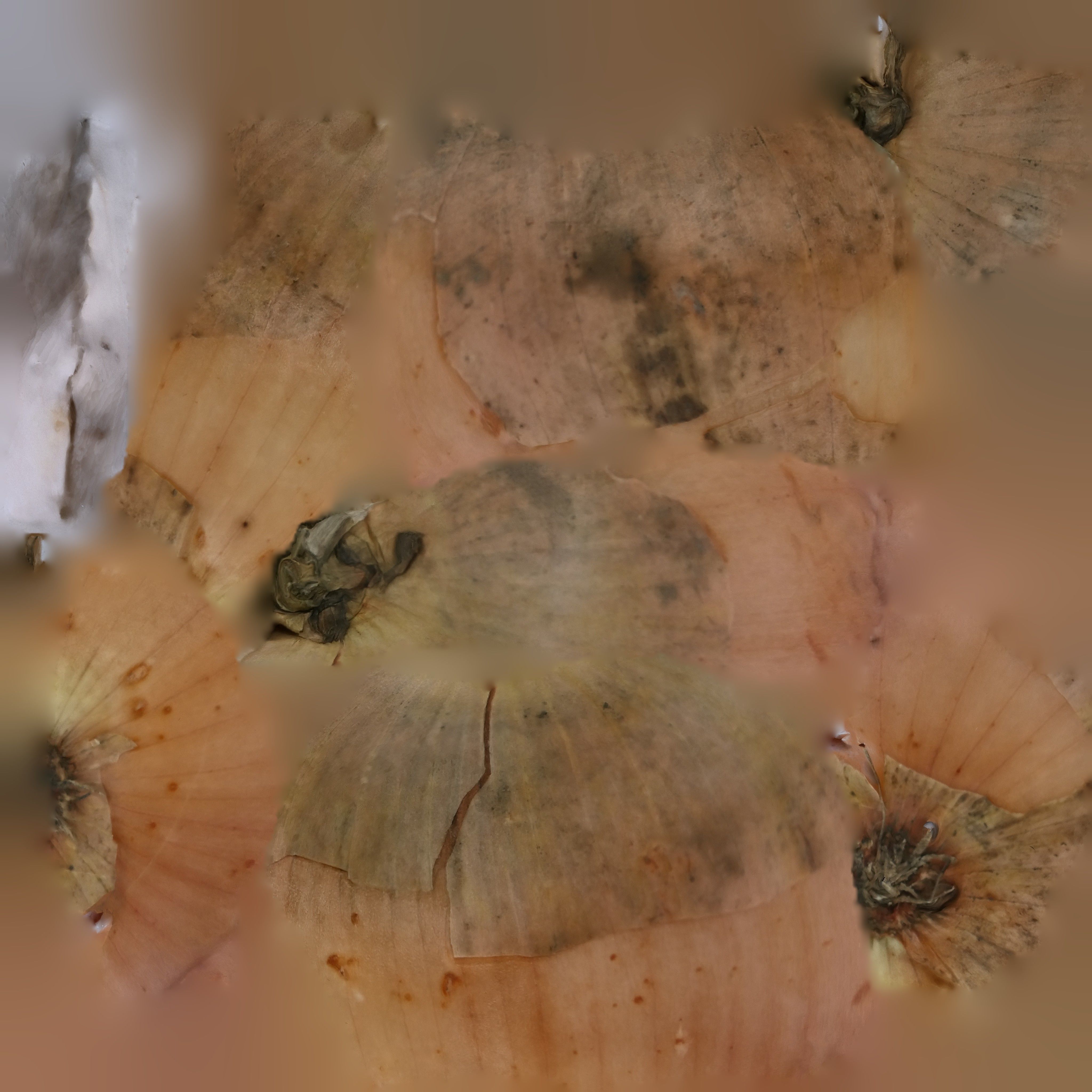 Onion fruit in bowl Free 3D model_2