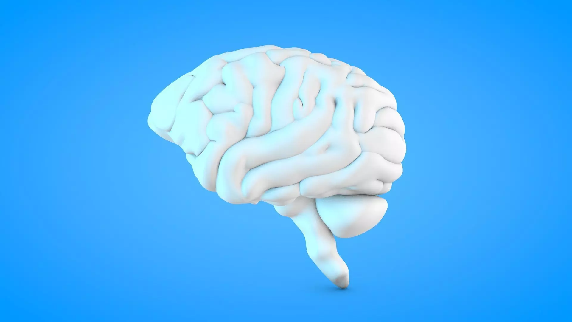 White Brain 3D print model