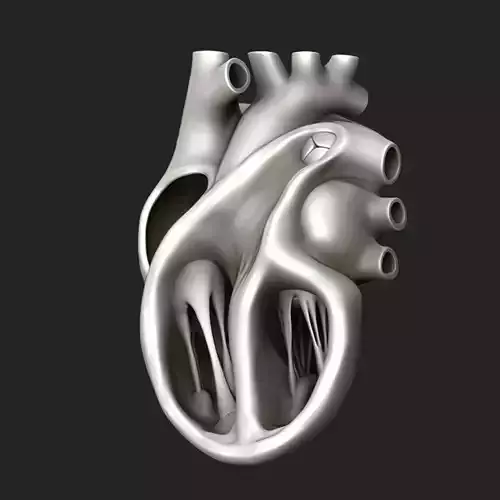 Human Heart Section Sculpt