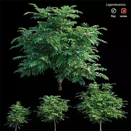 Lagerstroemia tree 01 3D model