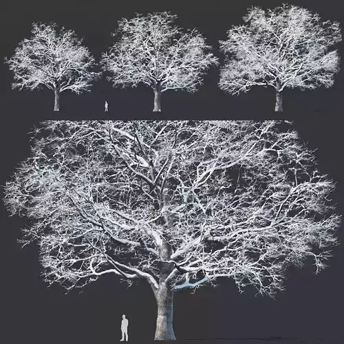 Common oak winter Nr5 H16-19m Three tree set 3D model