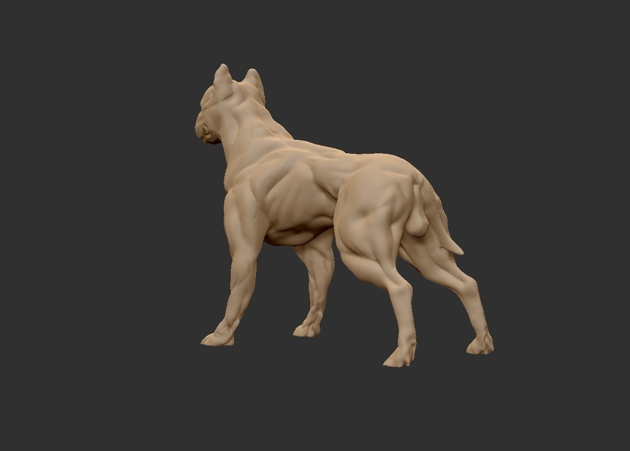 American pitbull terier with tail on leg 3D print model_11