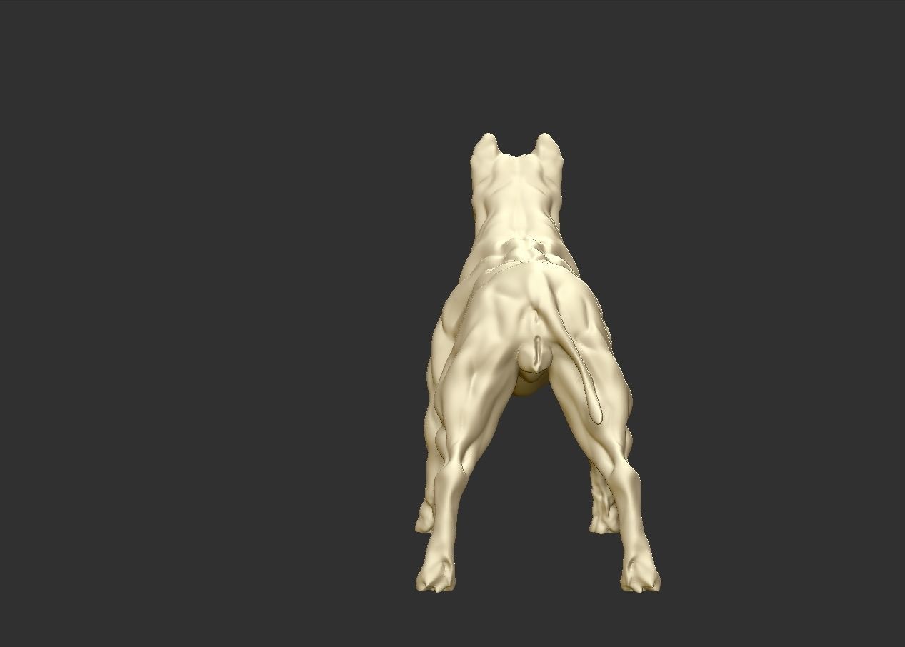 American pitbull terier with tail on leg 3D print model_3