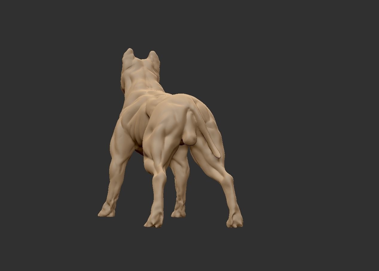 American pitbull terier with tail on leg 3D print model_12