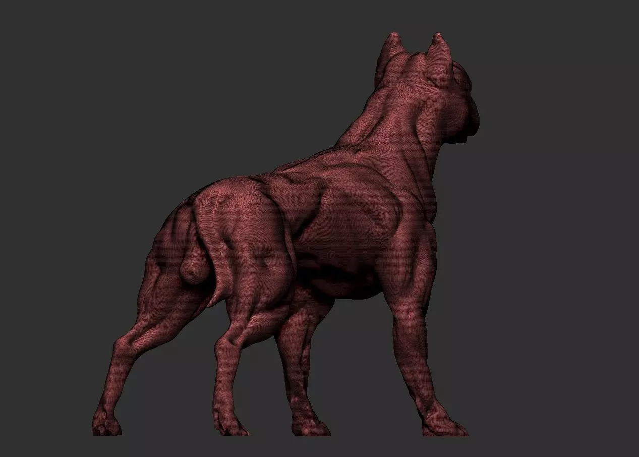 American pitbull terier with tail on leg 3D print model_0