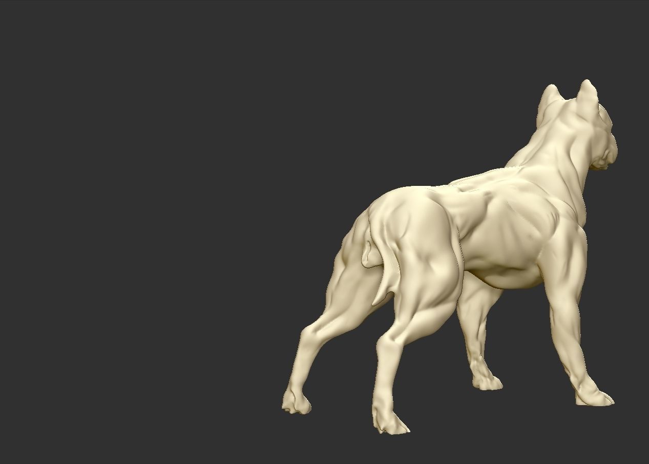 American pitbull terier with tail on leg 3D print model_4