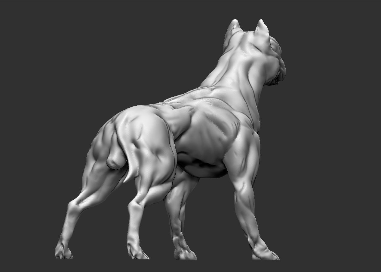 American pitbull terier with tail on leg 3D print model_5