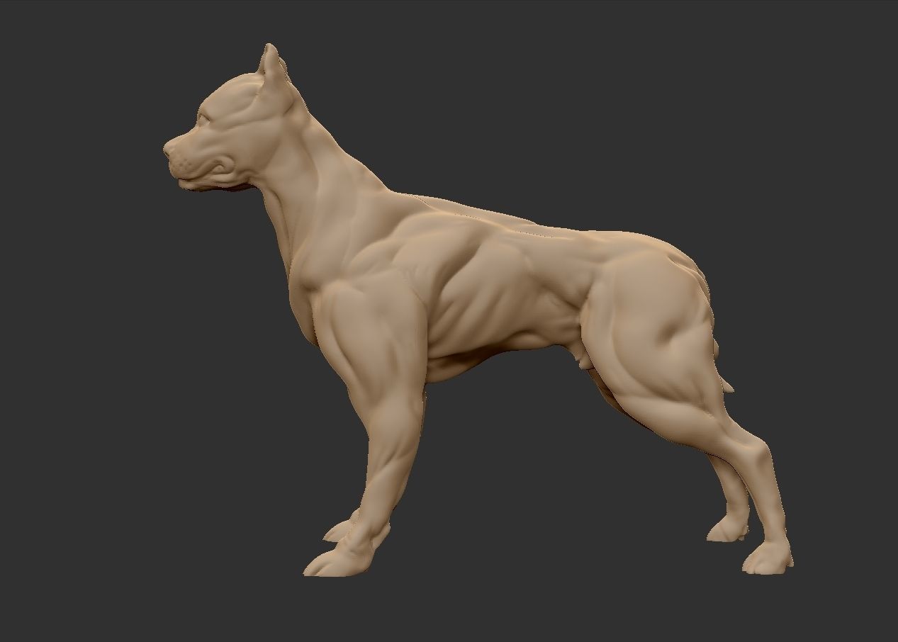 American pitbull terier with tail on leg 3D print model_10