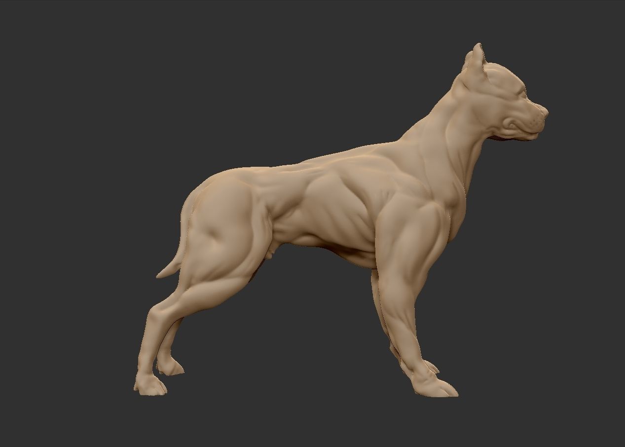 American pitbull terier with tail on leg 3D print model_2