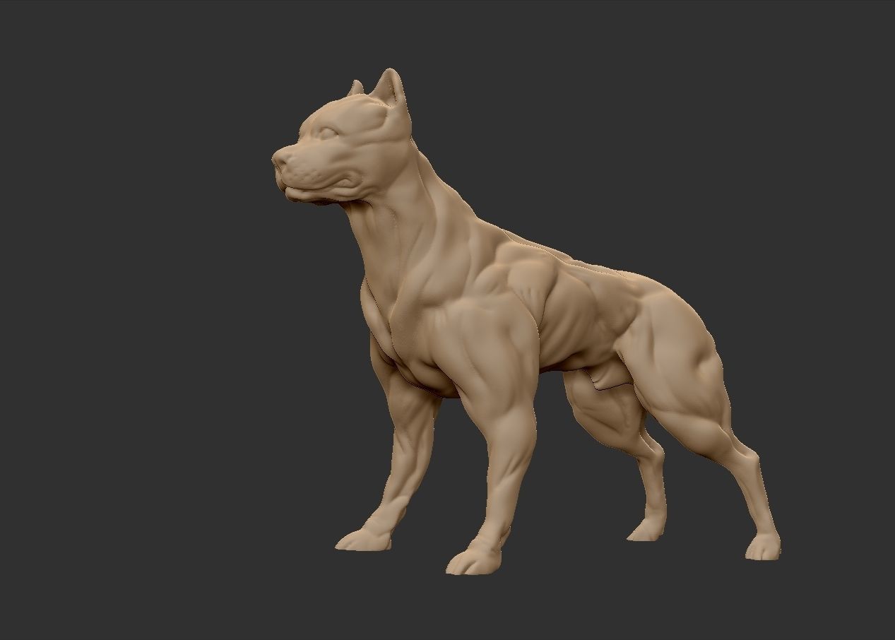 American pitbull terier with tail on leg 3D print model_9