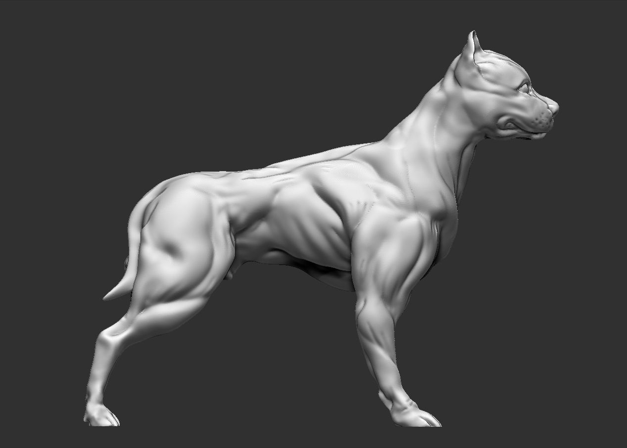 American pitbull terier with tail on leg 3D print model_6