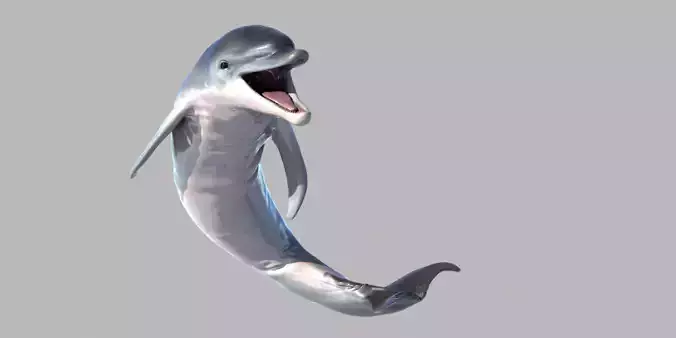 Dolphin 3D model