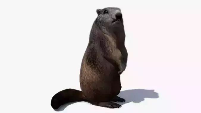 Marmot beaver