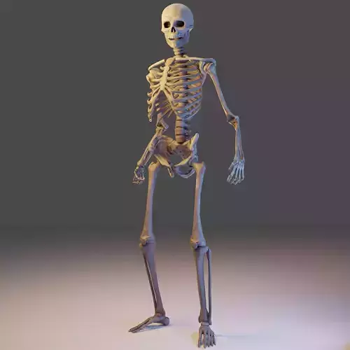 Skeleton Lowpoly 3D Model - Videogame Asset Low-poly 3D model