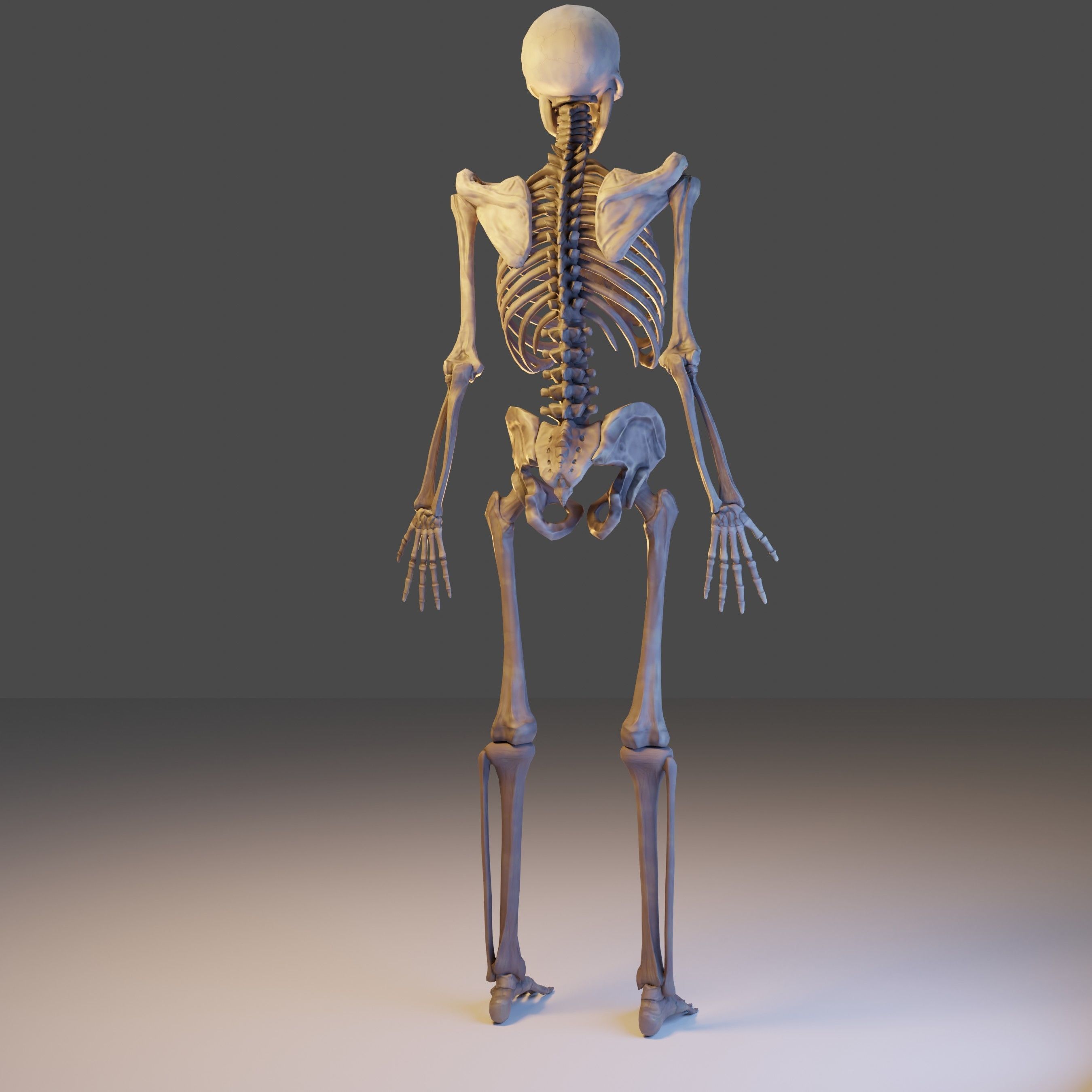 Skeleton Lowpoly 3D Model - Videogame Asset Low-poly 3D model_8